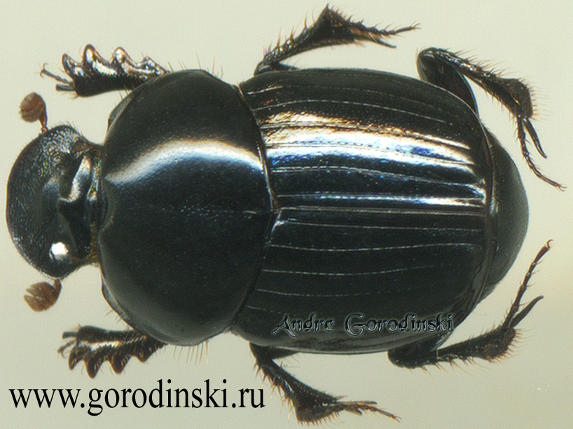 http://www.gorodinski.ru/copr/Onthophagus laevis asiaticus.jpg
